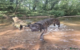 Mixed Breed dogs for sale: Sully (1 year old cane corso cross) - Image 10