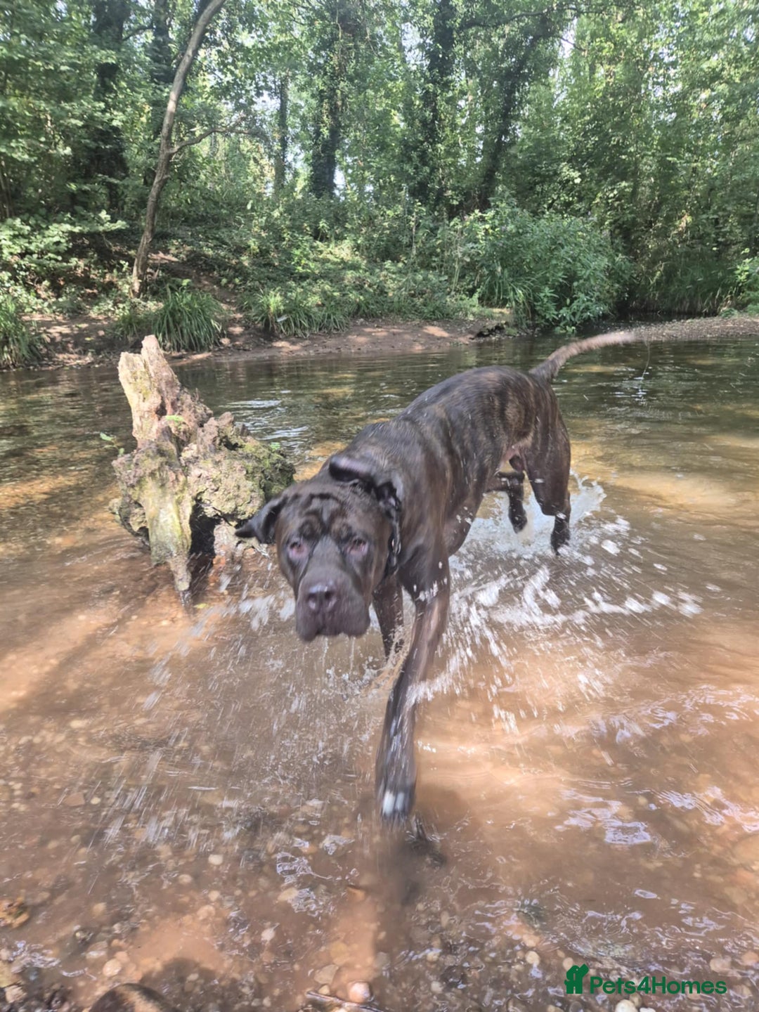Mixed Breed dogs for sale: Sully (1 year old cane corso cross) - Image 10