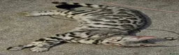 Bengal cats for sale: Outstanding Tica Show quality bengal kitten's - Advert 4