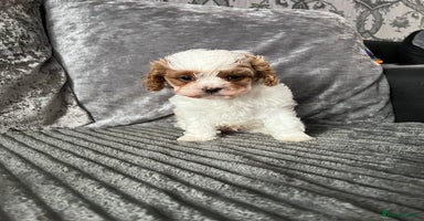 Cavapoo dogs - Advert 3