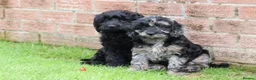 Cockapoo dogs for sale: F1 COCKAPOO PUPPIES FOR SALE - Advert 39