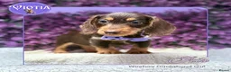 Miniature Dachshund dogs for sale: Ready now kc reg miniature dachshunds wire coats  - Advert 8