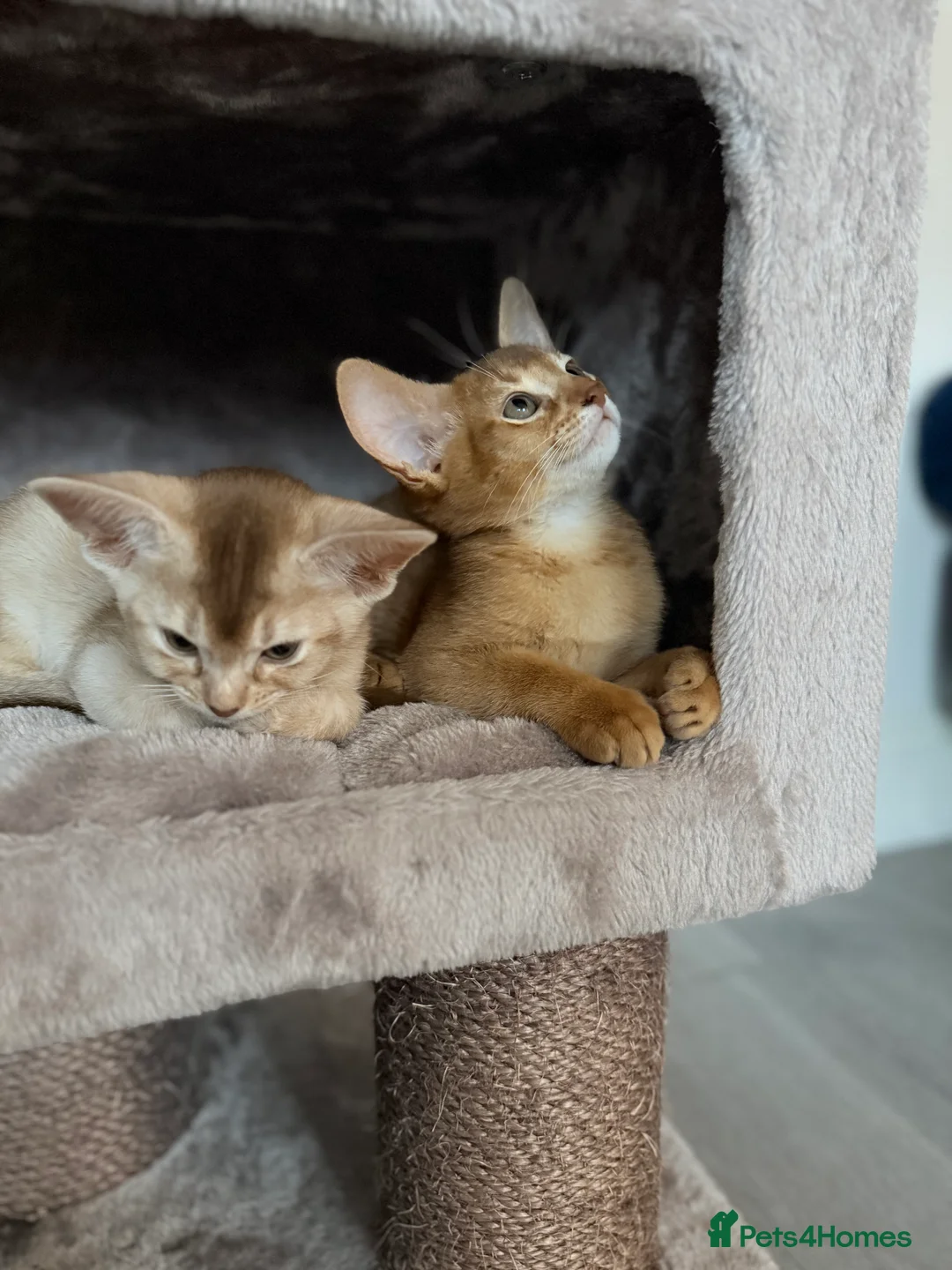 Abyssinian cats for sale: Abyssinian Kittens 🐾 - Advert 14