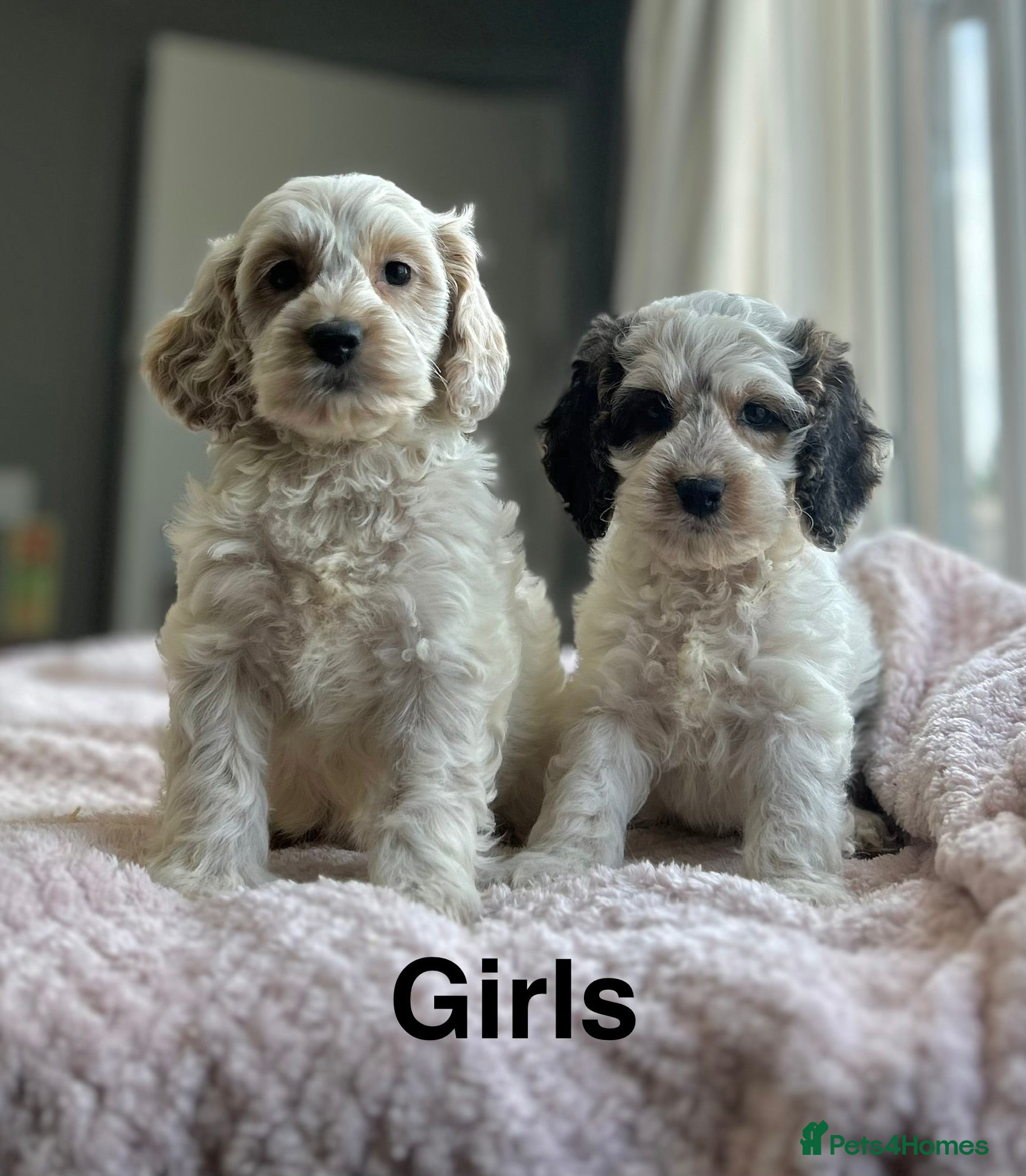 Cockapoo dogs for sale: F1 cockapoos  - Advert 3