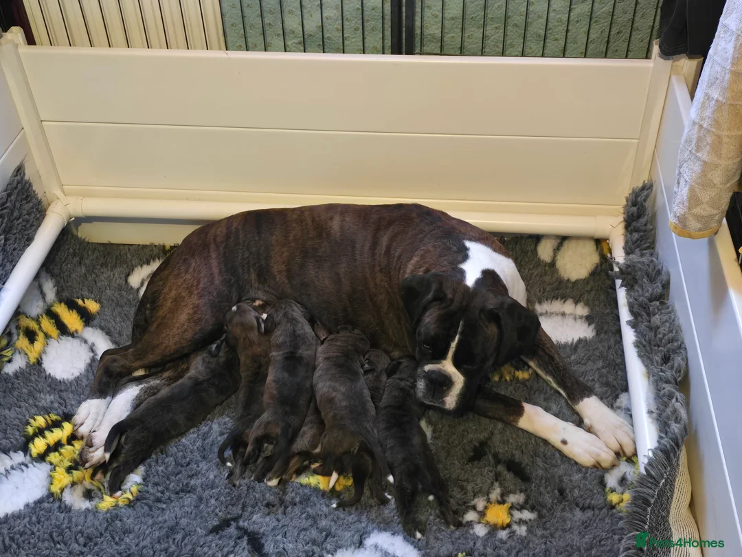 Boxer dogs for sale: 2 Stunning KC Brindle Boxer Bitches available.  - Advert 17