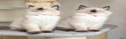 Ragdoll cats for sale: 1 Girl & 2 Boys - TICA Registered - Cuddly, Gentle - Advert 13