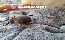 Chihuahua dogs for sale: CHIHUAHUA PUPPIES - Image 5