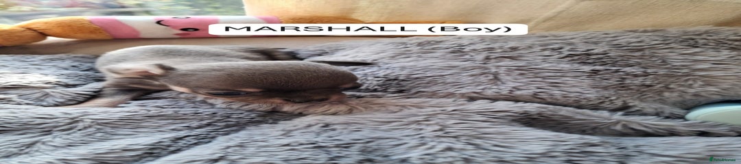 Marshall (boy)
