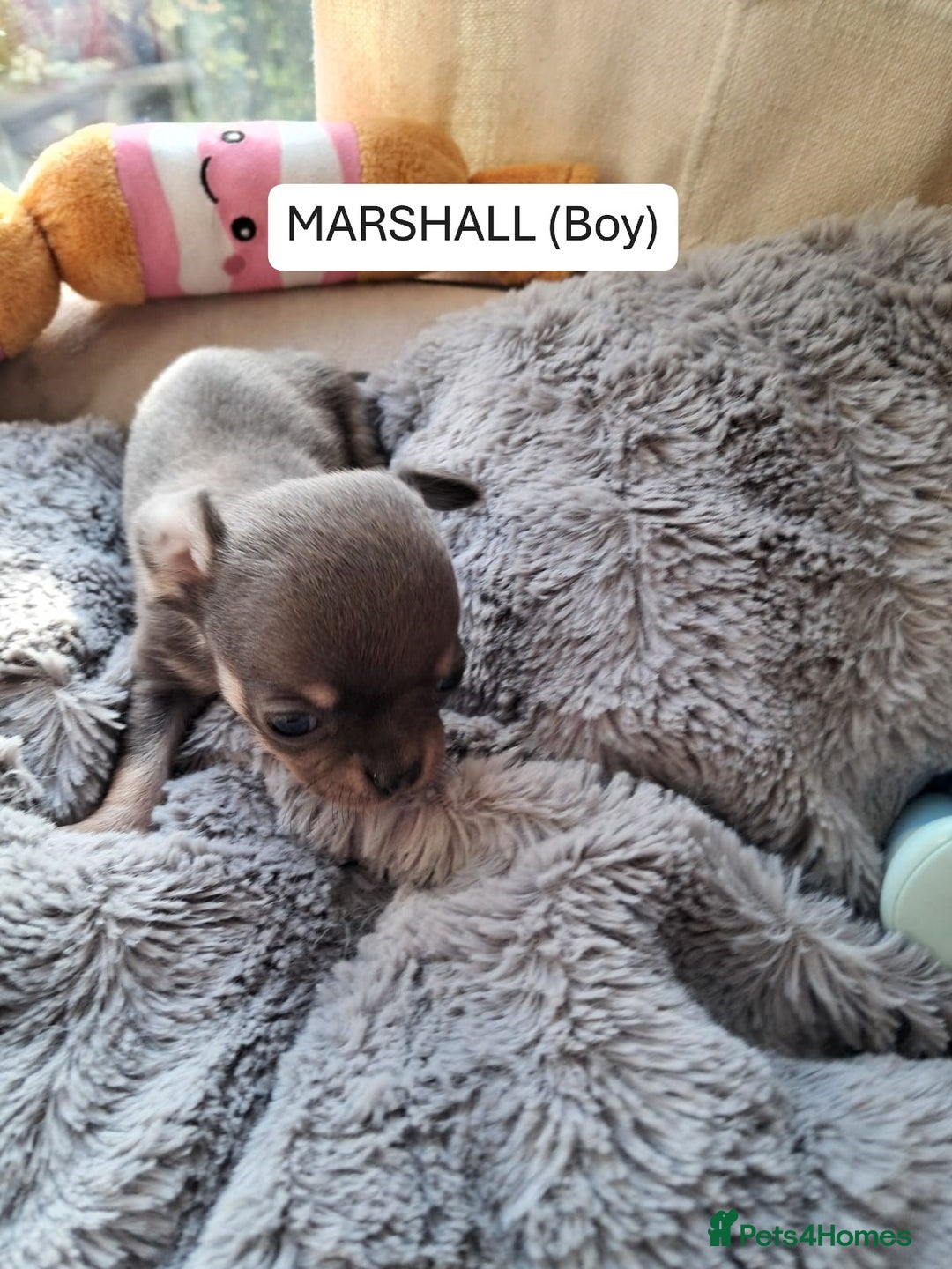 Chihuahua dogs for sale: CHIHUAHUA PUPPIES - Image 5