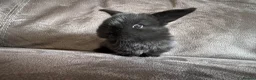 Mini Lop rabbits for sale: Beautiful Mini Lops Available to Reserve - Advert 13