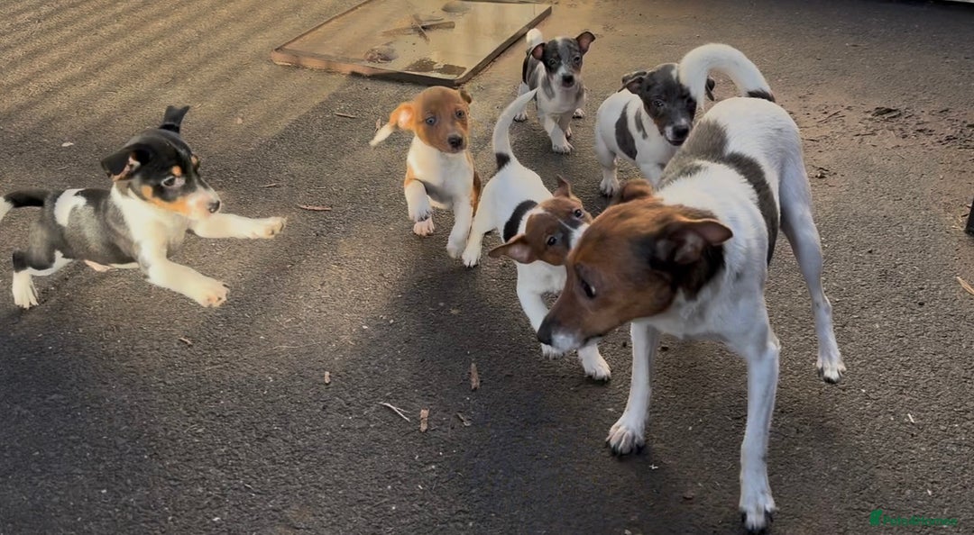 Jack Russell dogs for sale: Jack russell  - Advert 1