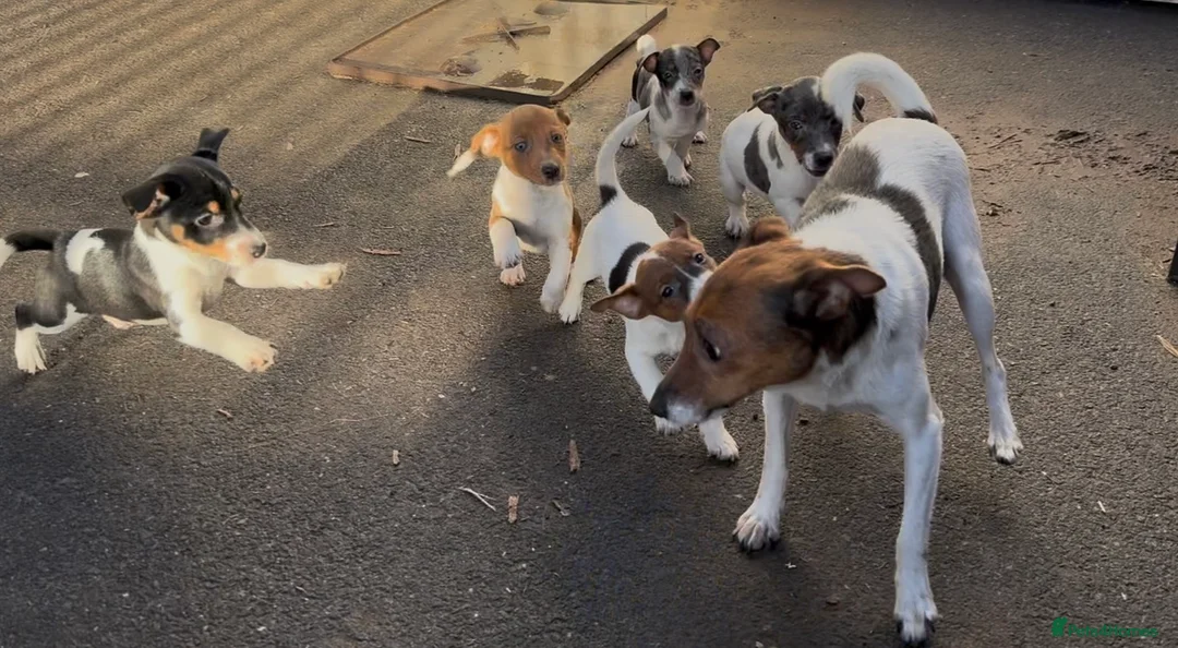 Jack Russell dogs for sale: Jack russell  - Advert 1