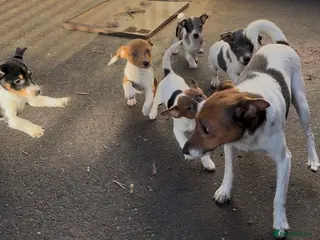 Jack Russell dogs Jack russell - Advert 16