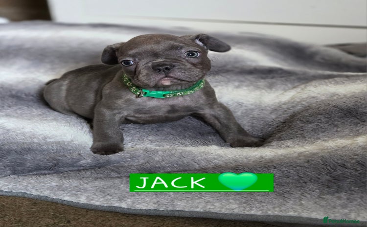 French Bulldog dogs in Burton-on-Trent - Advert 4