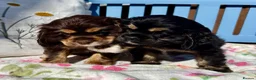 American Cocker Spaniel dogs for sale: KC reg. pure American Cocker Spaniel puppies  - Advert 19