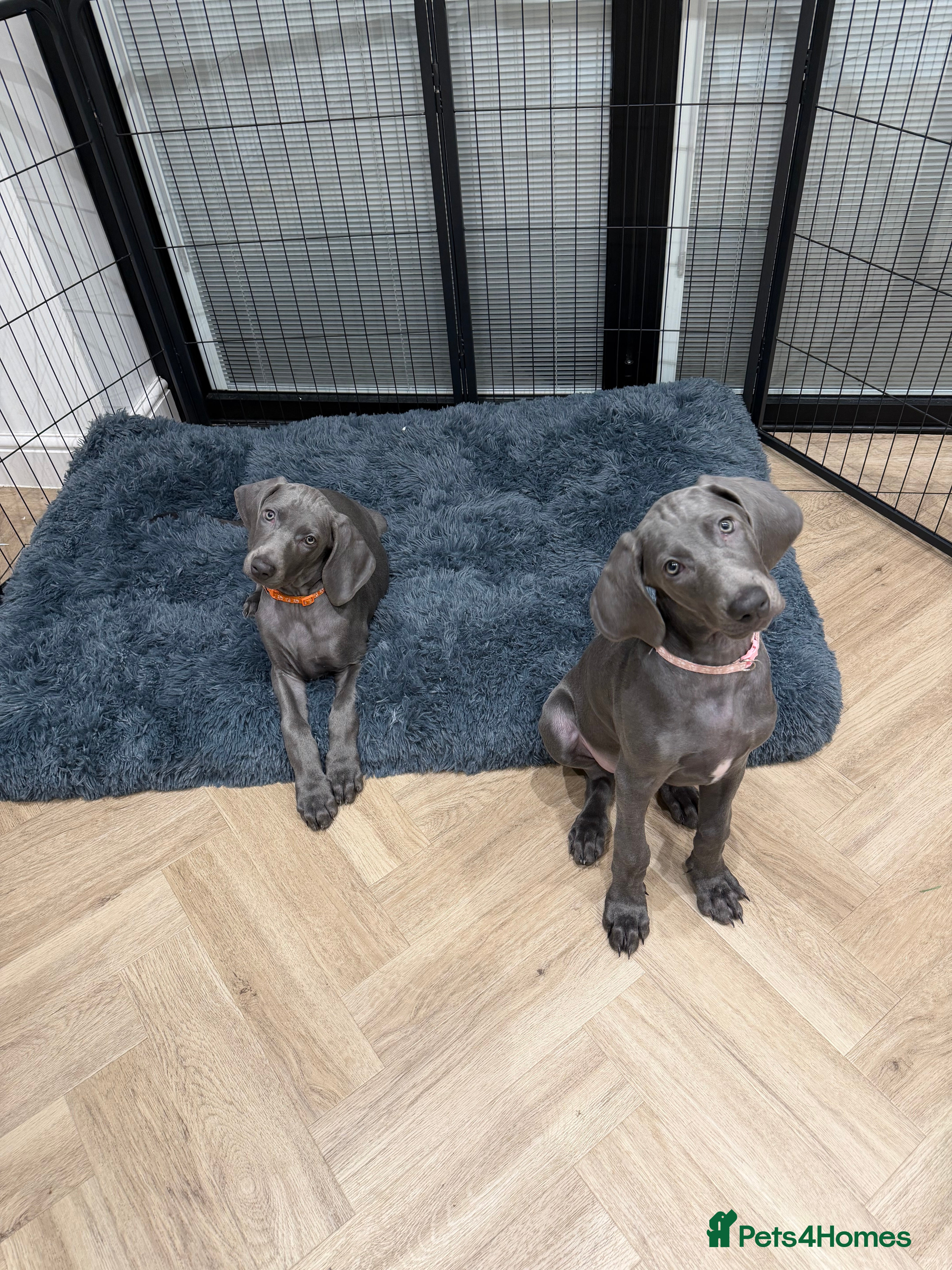 Weimaraner dogs 2 KC weimaraner girls left, ready for new home - Advert 10