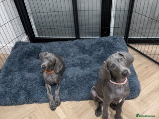 Weimaraner dogs 2 KC weimaraner girls left, ready for new home - Advert 4