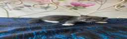 Norwegian Forest Cat cats for sale: 6 Norwegian Forest kittens in Cardiff - Advert 11