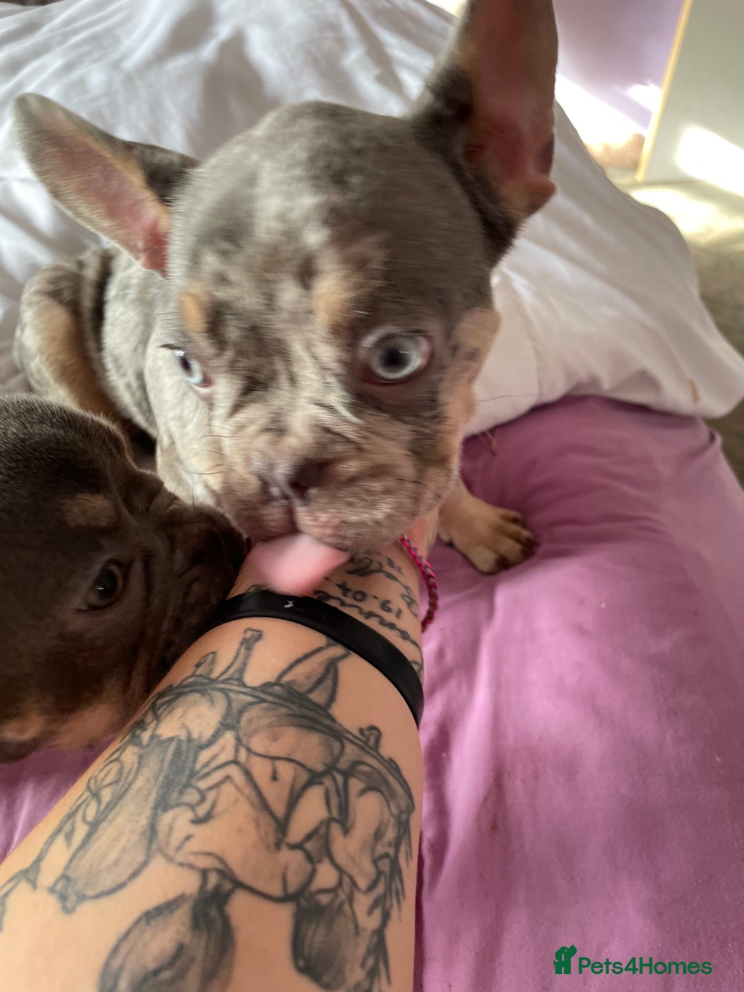 French Bulldog dogs for sale: Kc registered 12 week old French. Bulldogs  - Image 31