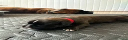 Boxer dogs for sale: KC Boxer Puppies  – 1 Week Old - Advert 19