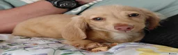 Miniature Dachshund dogs for sale: ✨️Longhaired Cream Male toy miniature Dachshund✨️ - Advert 1