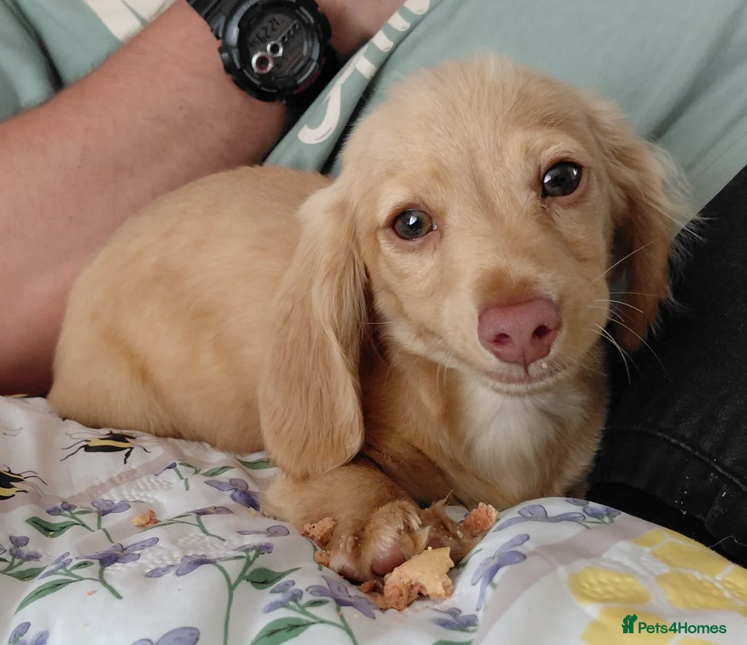 Miniature Dachshund dogs for sale: ✨️Longhaired Cream Male toy miniature Dachshund✨️ - Advert 1