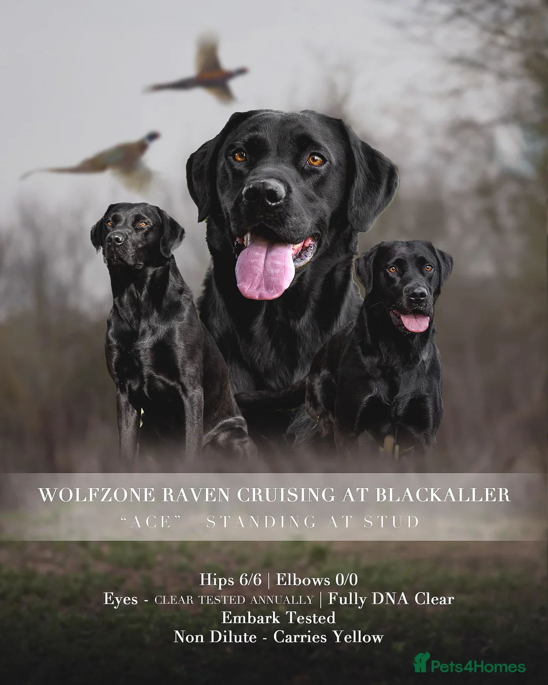 Labrador Retriever dogs for stud: For Stud Black Labrador - Advert 2
