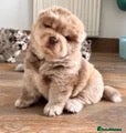 Chow Chow dogs for sale: Chow chow puppies  - Advert 5