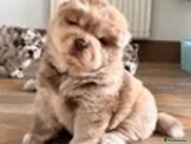 Chow Chow dogs for sale: Chow chow puppies - Advert 5