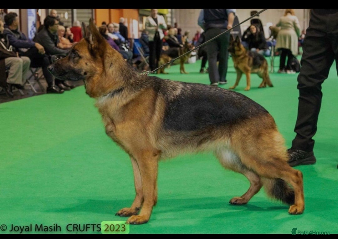 German Shepherd dogs for sale: ****UPCOMING LITTER*** - Advert 8