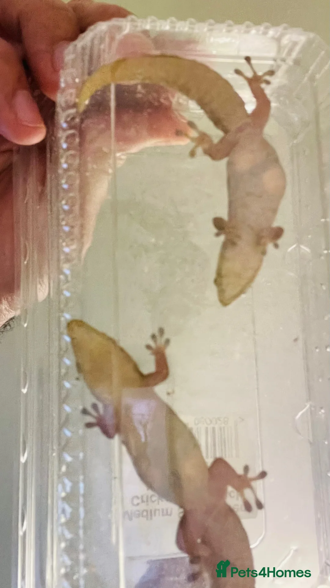 Gecko reptiles for sale: CB25 Proven trio of Gold Dust Day Geckos  - Advert 4