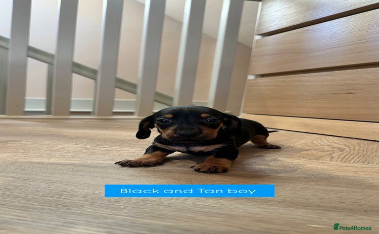 Miniature Dachshund dogs - Advert 3