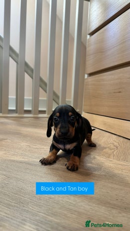 Miniature Dachshund dogs - Advert 2