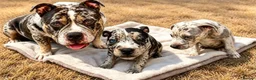 Staffordshire Bull Terrier dogs for sale: Adorable very rare Merle staff puppies  - Advert 5