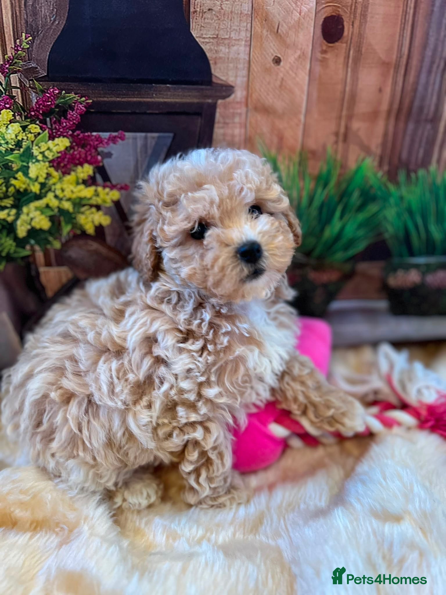 Maltipoo dogs Beautiful maltipoo puppies - Advert 3
