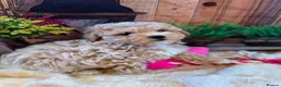 Maltipoo dogs for sale: Beautiful maltipoo puppies - Advert 13
