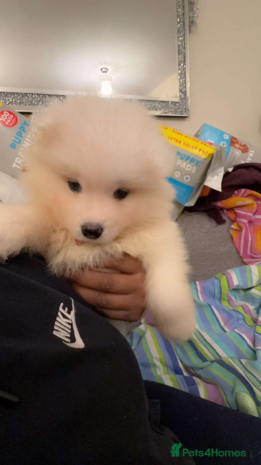 Samoyed dogs for sale: NOW VACCINATED AND CHIPPED Last pup remains ❤️ - Advert 17