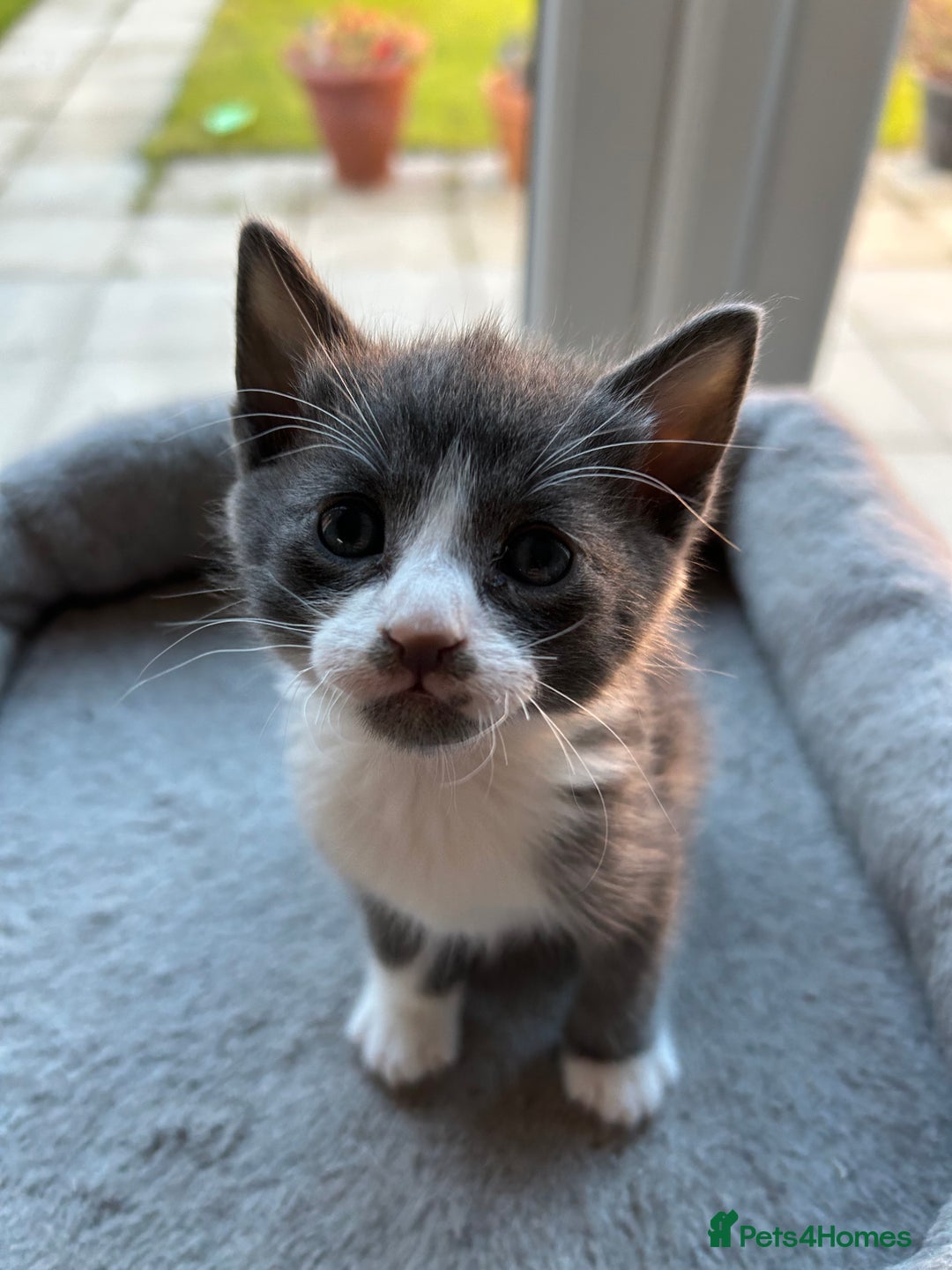 Siamese cats for sale: Siamese Cross Kittens - Image 4