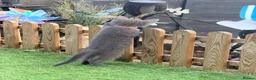 Mixed Breed cats for sale: Pretty grey kitten  - Advert 10