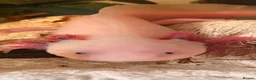 Axolotl reptiles for sale: 2 axolotls and full tank set up in Barnsley - Advert 8