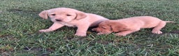 Labrador Retriever dogs for sale: Labrador puppies  - Advert 2