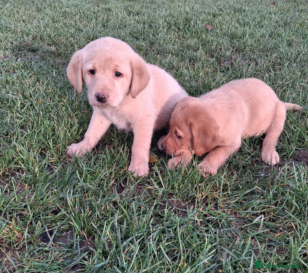Labrador Retriever dogs for sale: Labrador puppies  - Advert 2