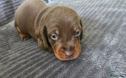Dachshund dogs for sale: Stunning KC Registered Dachshund Puppies - Image 7