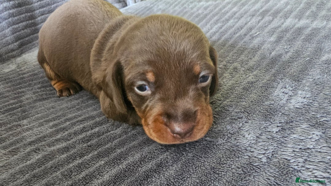 Dachshund dogs for sale: Stunning KC Registered Dachshund Puppies - Image 7