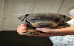 Miniature Dachshund dogs for sale: Miniature dachshund - Image 6