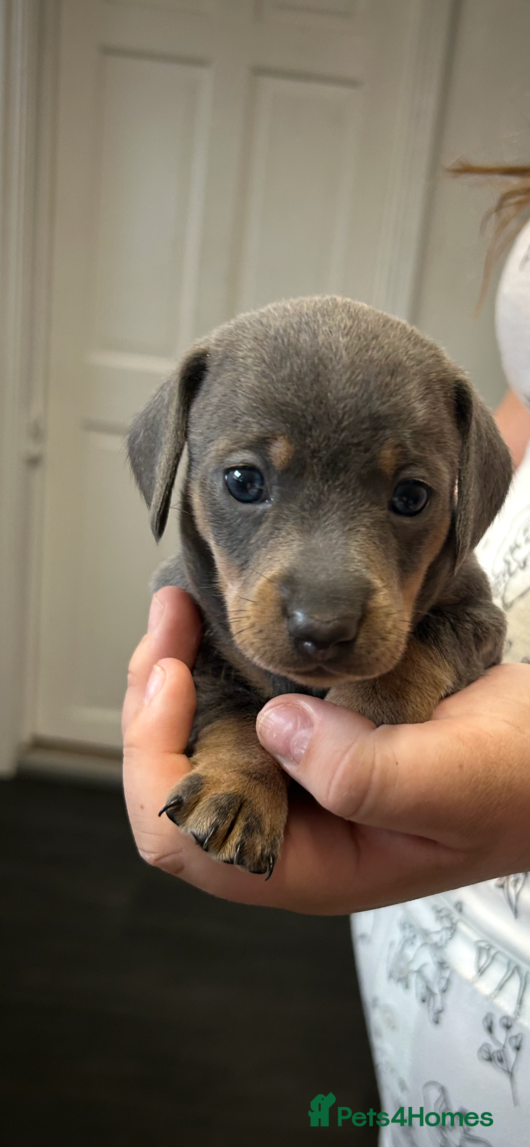 Miniature Dachshund dogs for sale: Miniature dachshund - Image 6