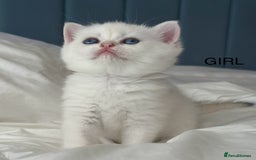 British Shorthair cats for sale: Stunning munchkin fur babies 😻🌼🌸🌺 - Image 5