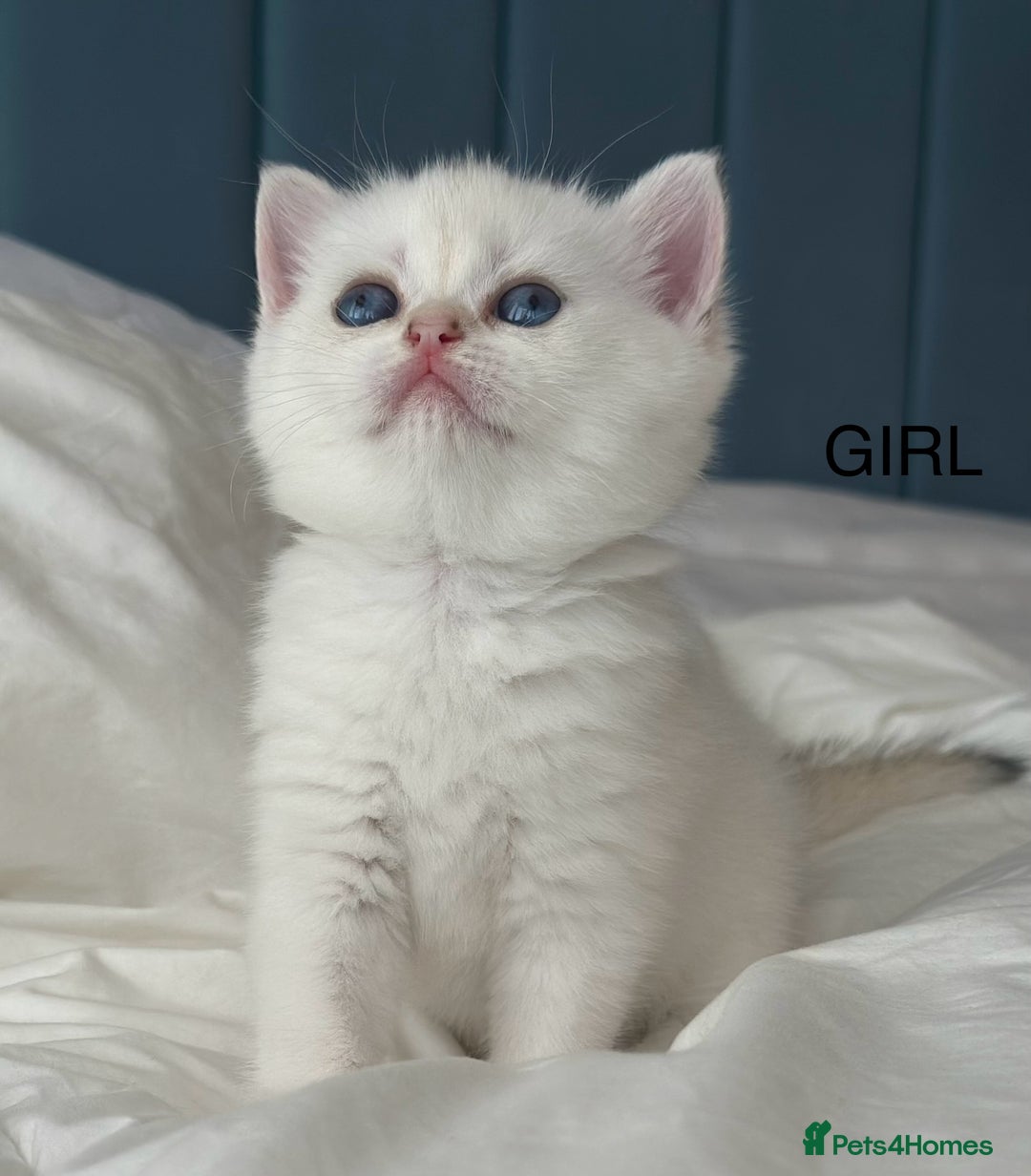 British Shorthair cats for sale: Stunning munchkin fur babies 😻🌼🌸🌺 - Image 5