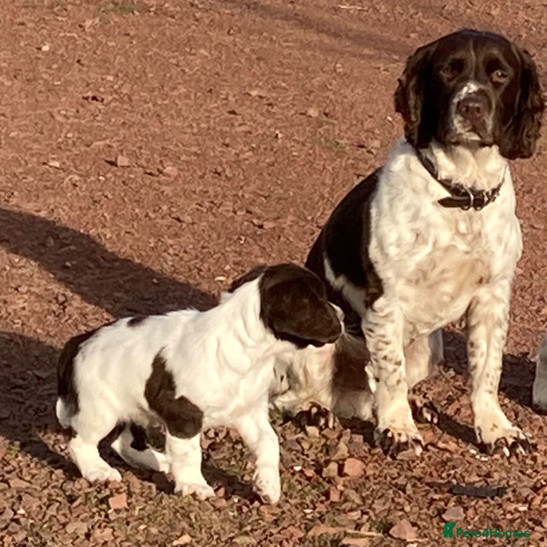 English Springer Spaniel dogs for sale: English Springer Spaniel Pups  - Image 23