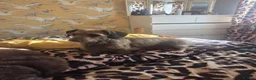 Mixed Breed dogs for sale: Shweenie puppies in Redcar - Advert 20